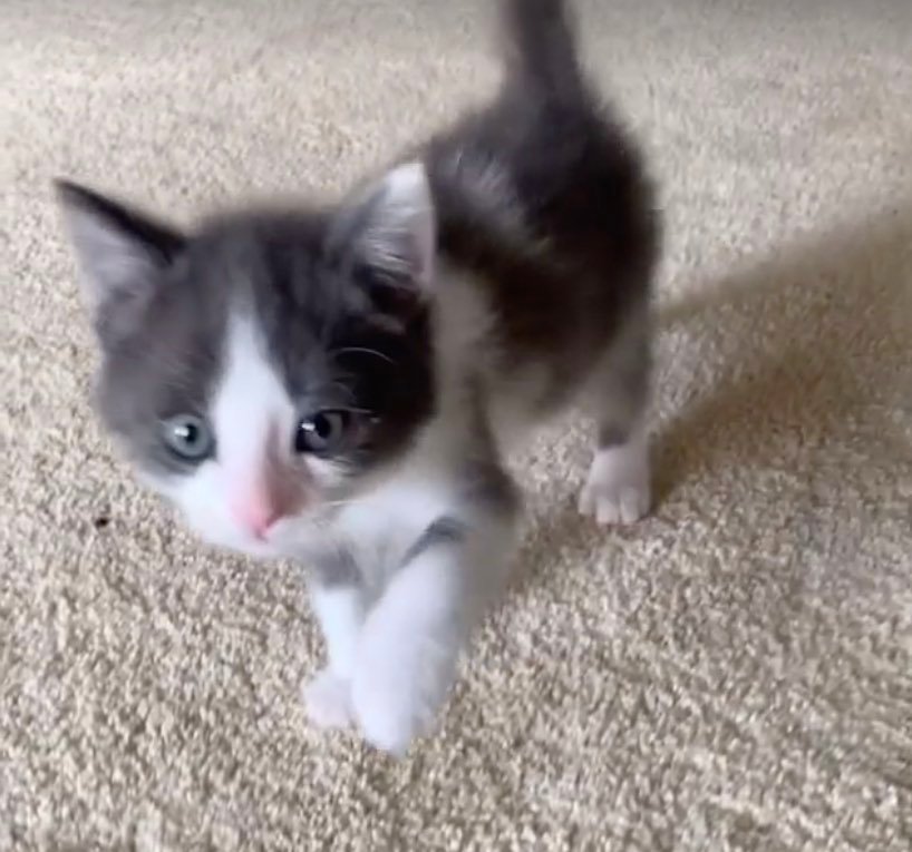 grasshopper 2 wobbly cat