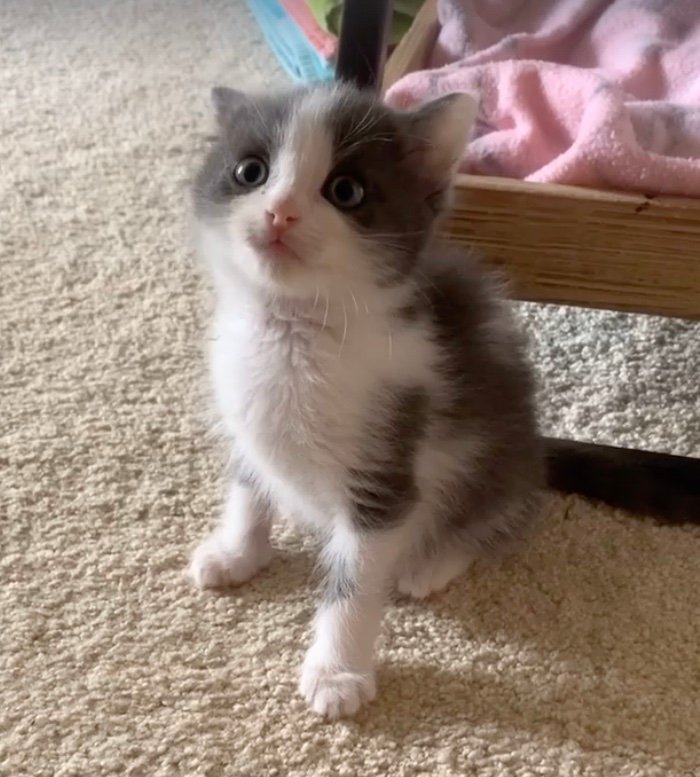 grasshopper wobbly cat