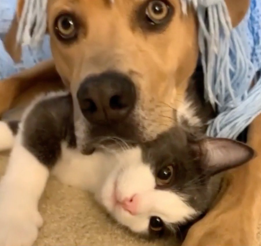 hippo and grasshopper hippo and grasshopper