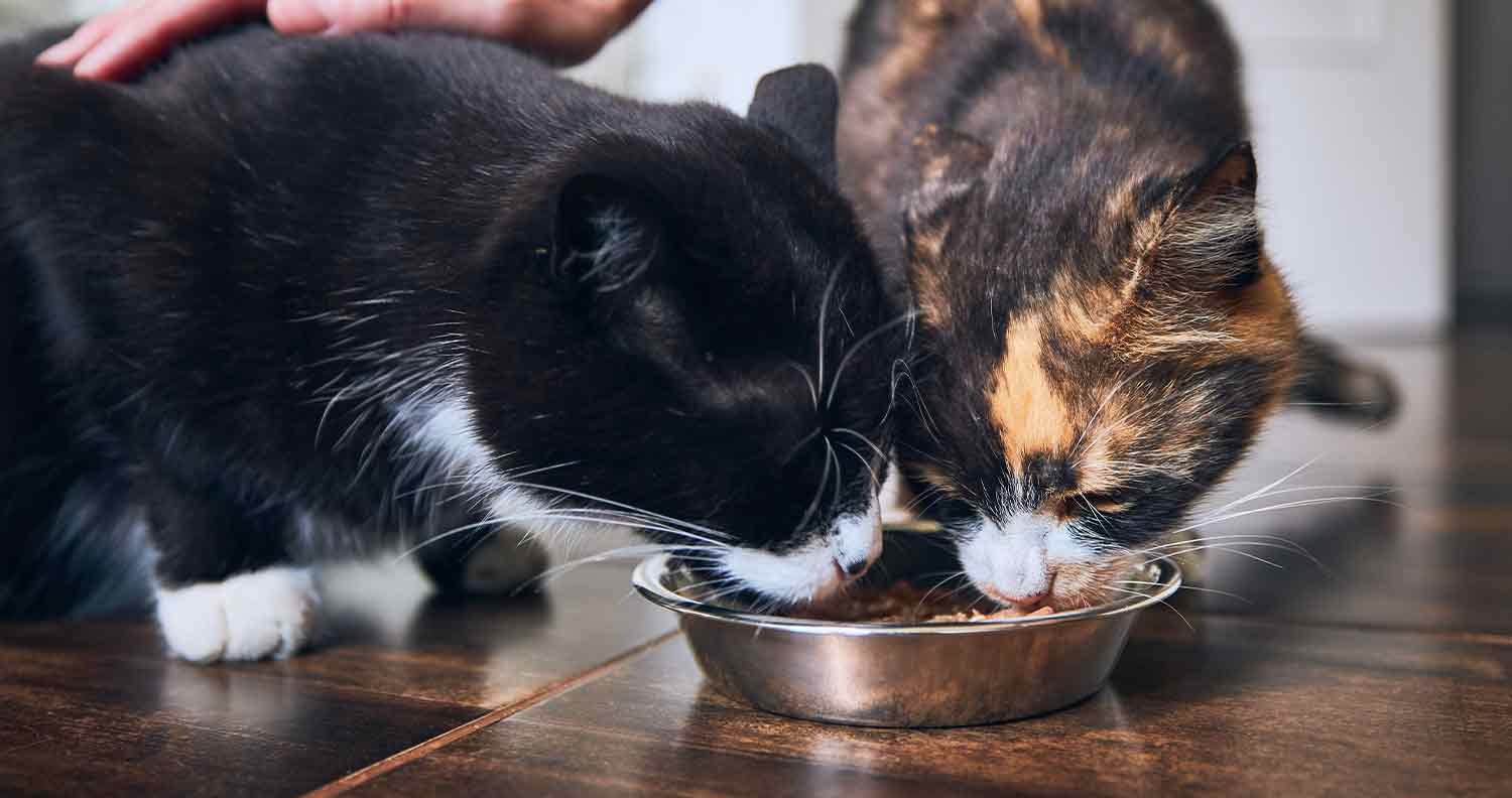 is-raw-meat-good-for-cats is raw meat good for cats