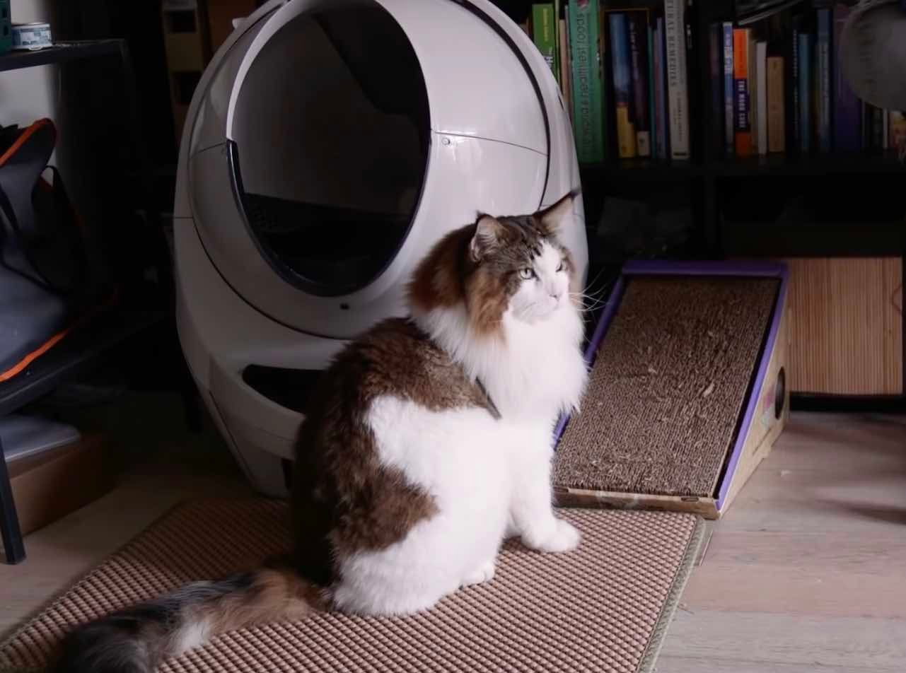 maine coon sitting