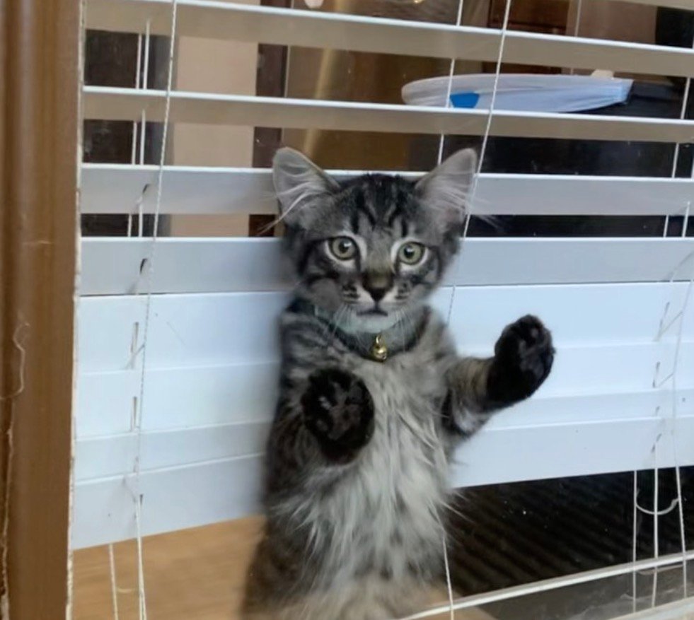 marvin at window marvin at window