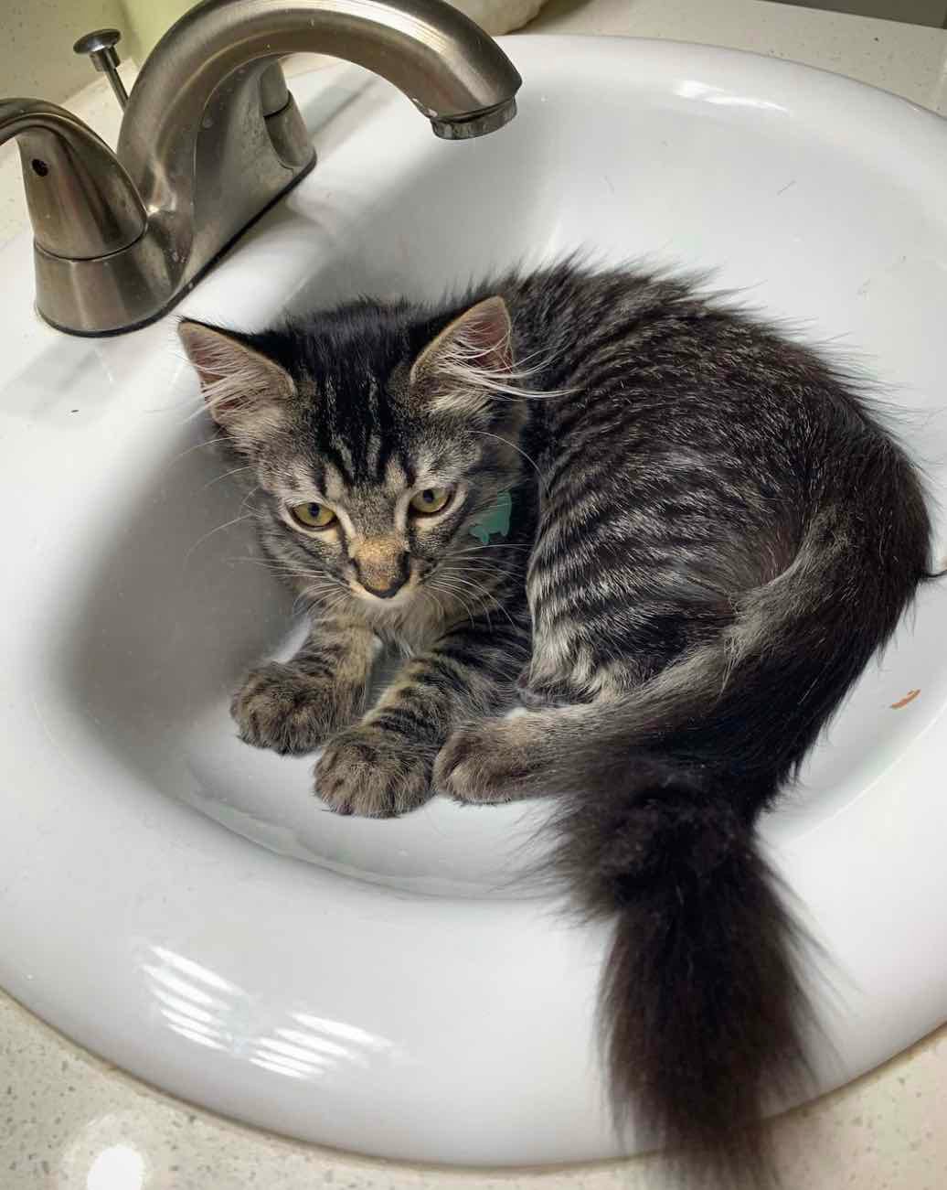 marvin in sink marvin in sink