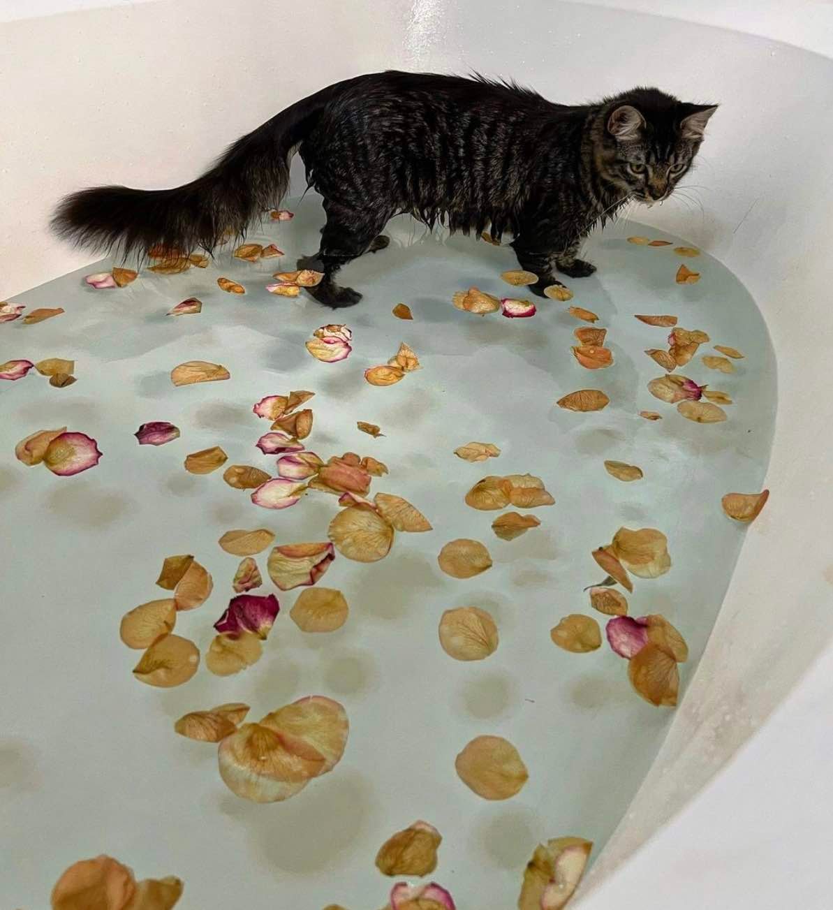 rose petal bath rose petal bath