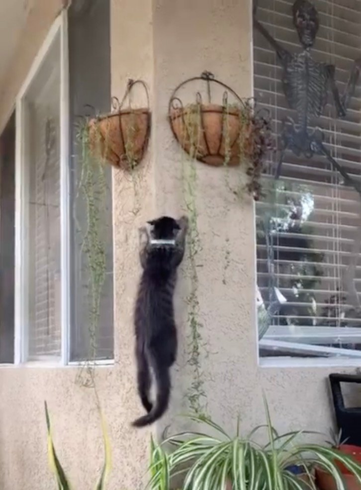 spider cat spider cat