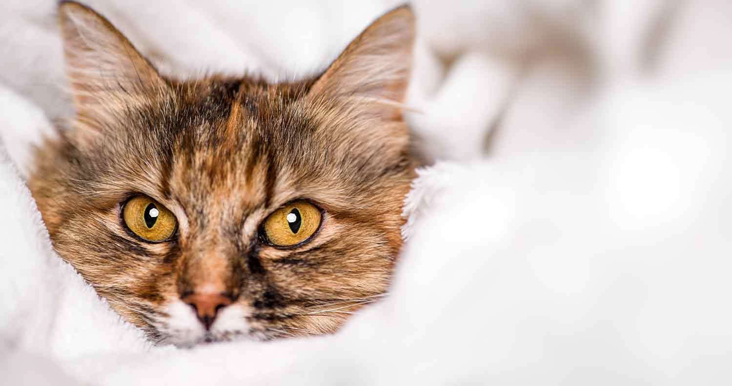 best-cat-blankets best cat blankets