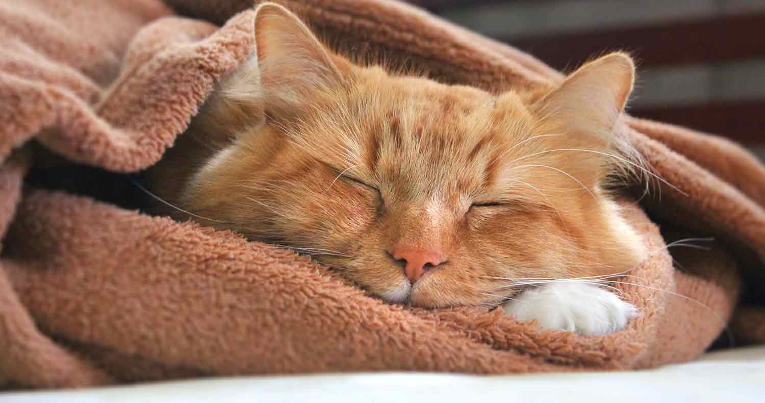 best-pet-blanket best pet blanket