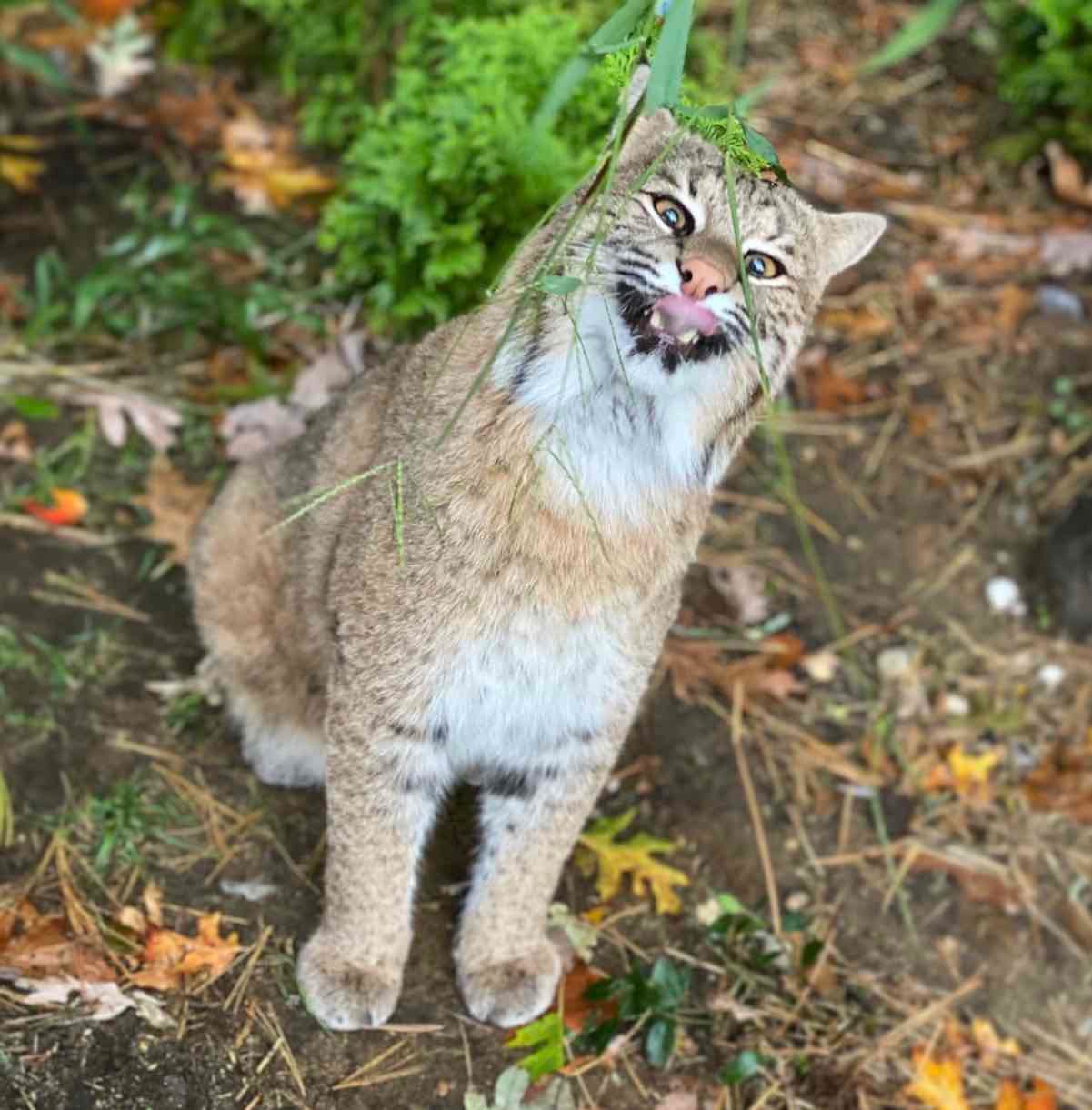 bobcat tongue bobcat tongue