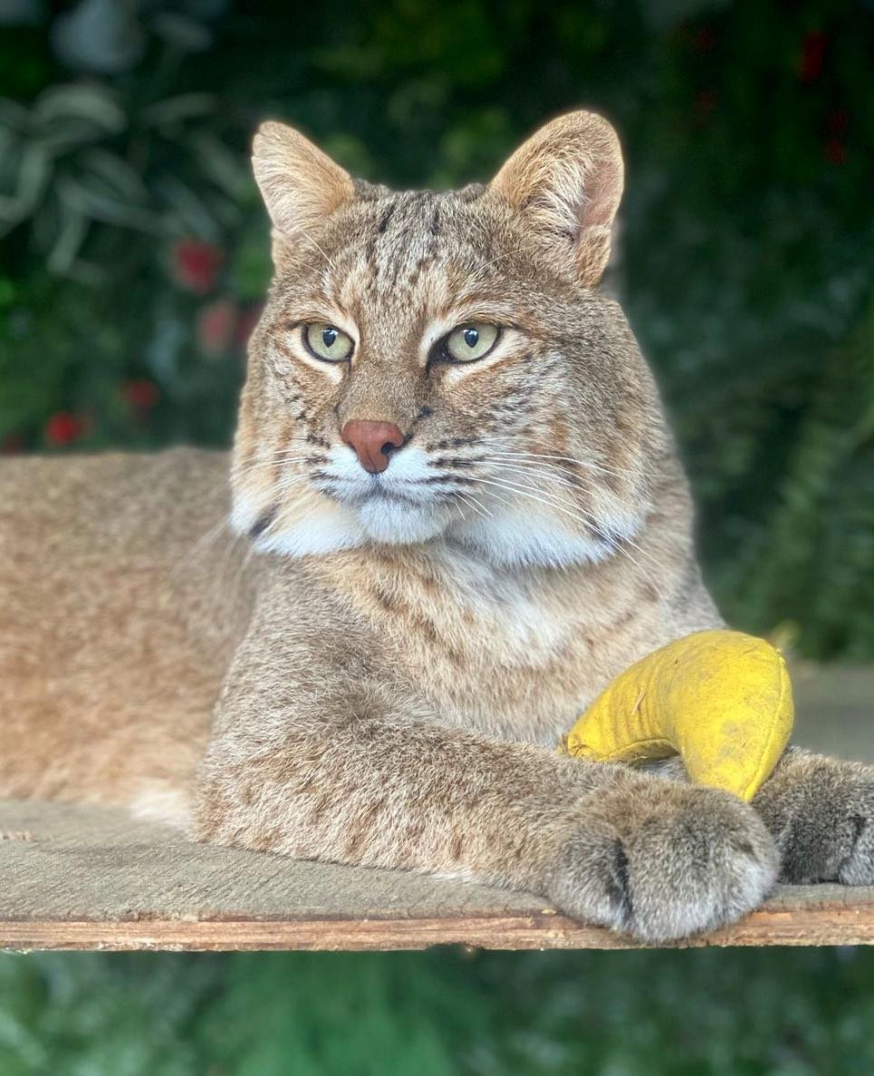 bobcat with banana bobcat with banana