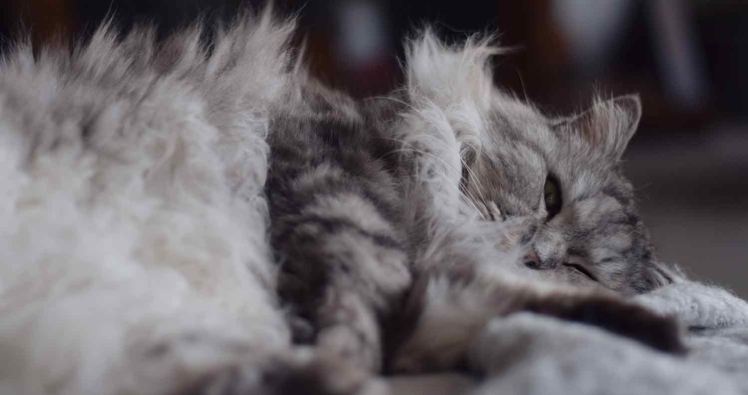 cat-blanket cat blanket