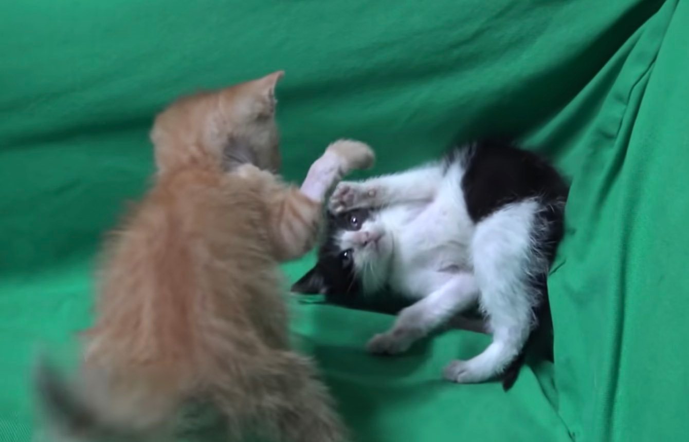 freeway-kitten freeway-kitten