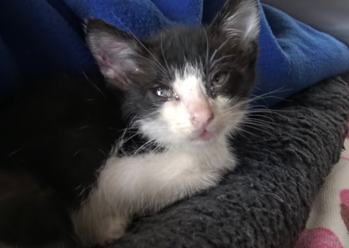 freeway kitty freeway kitty