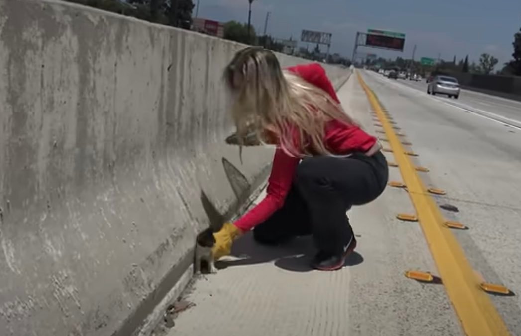 freeway freeway