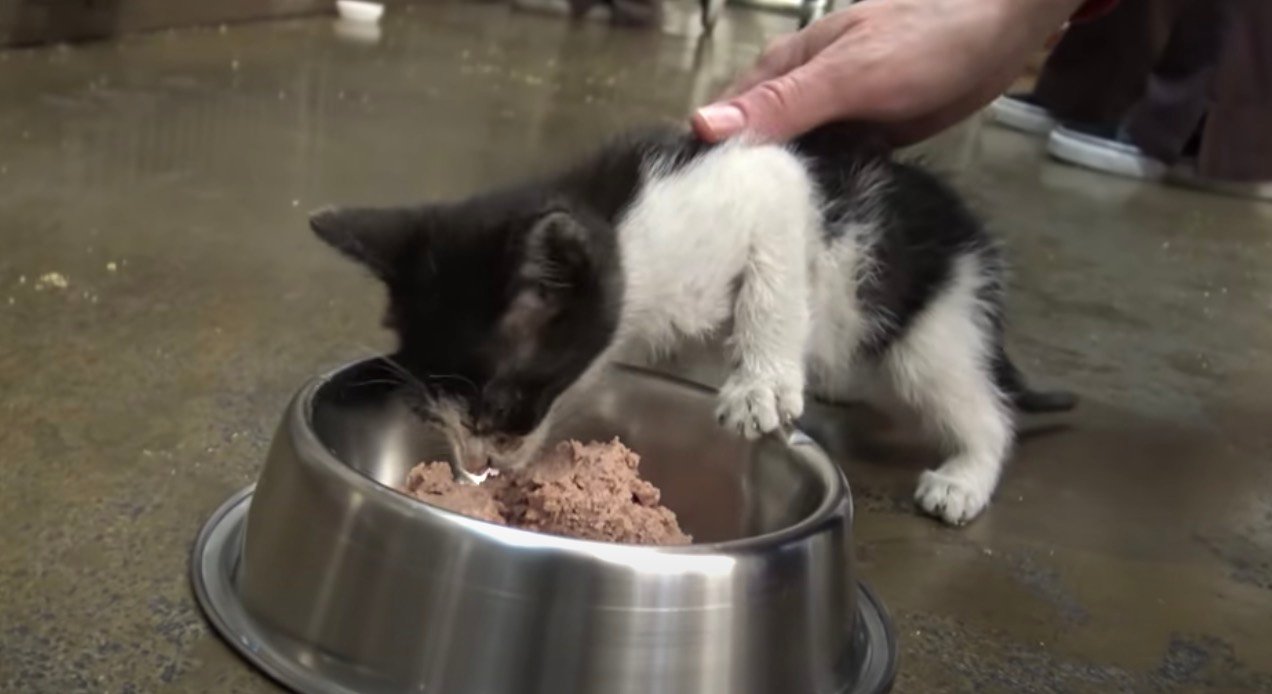 kitten eating kitten eating