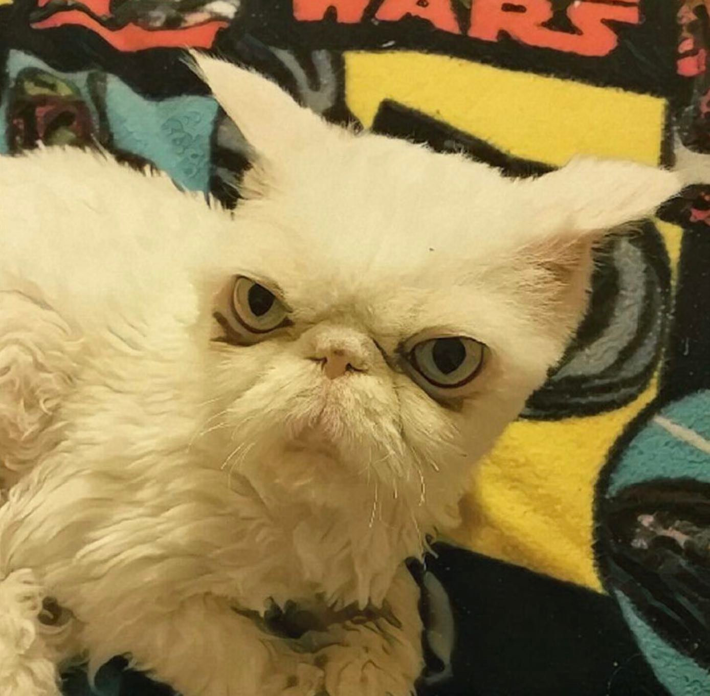 sinbad 9 sinbad 9sinbad 9