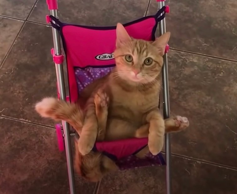 carrot cat carrot cat