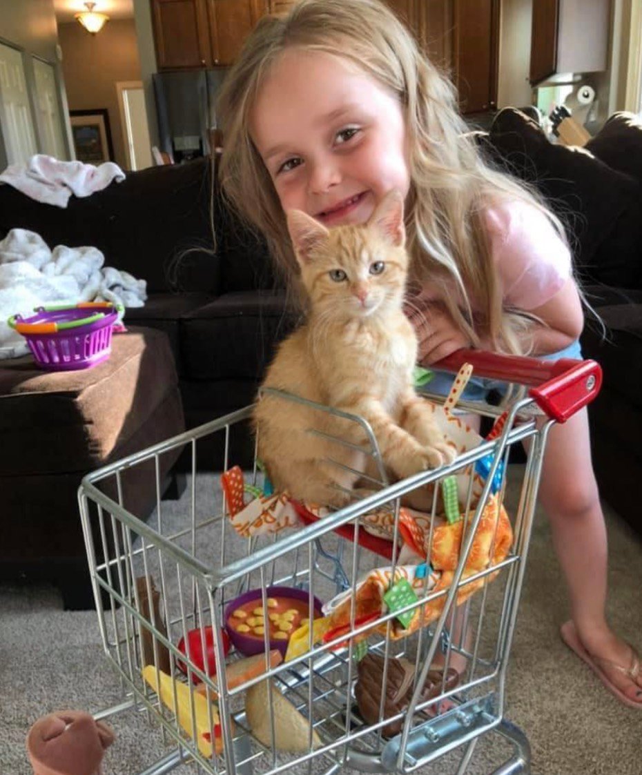 carrot kitten carrot kitten