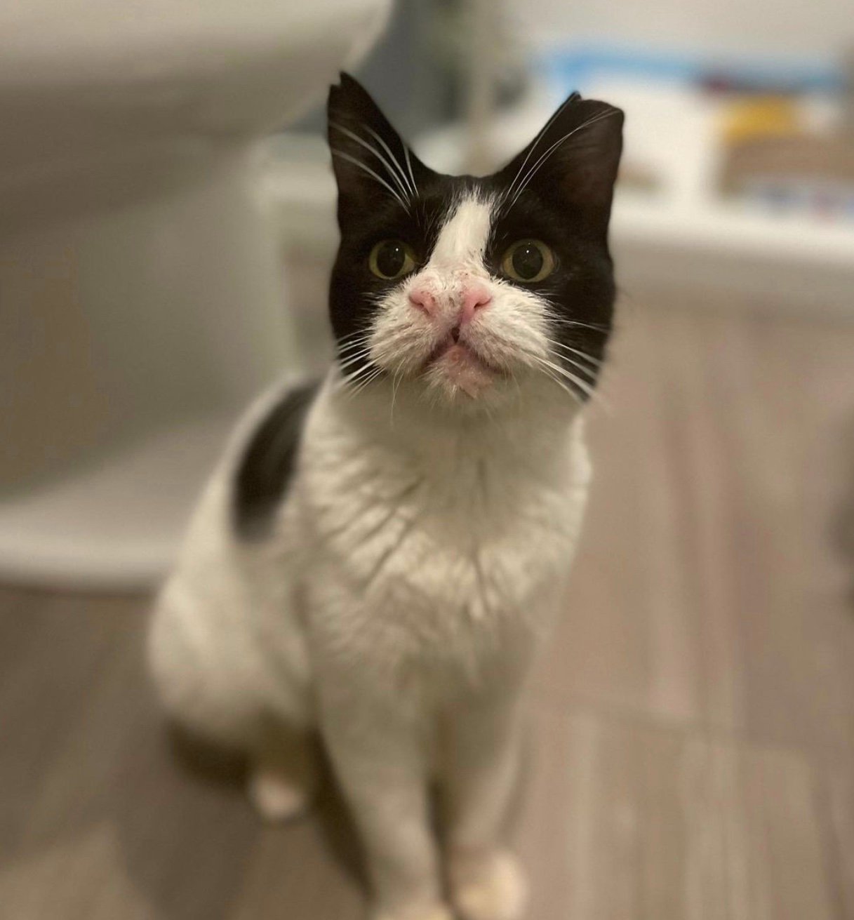 cat sitting cat sitting