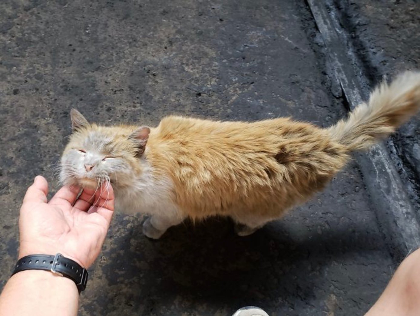 dirt petted dirt petted