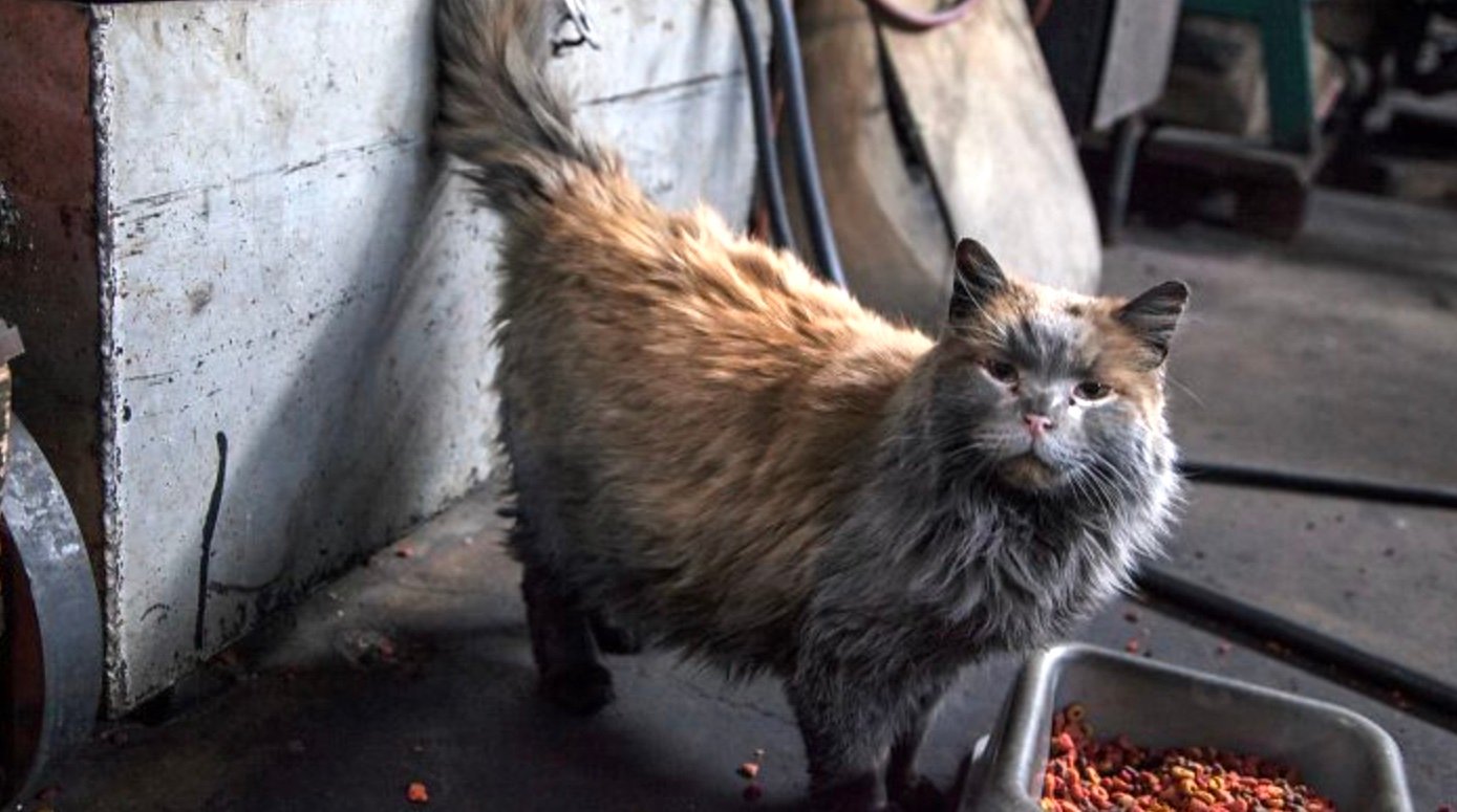 dirt the cat dirt the cat
