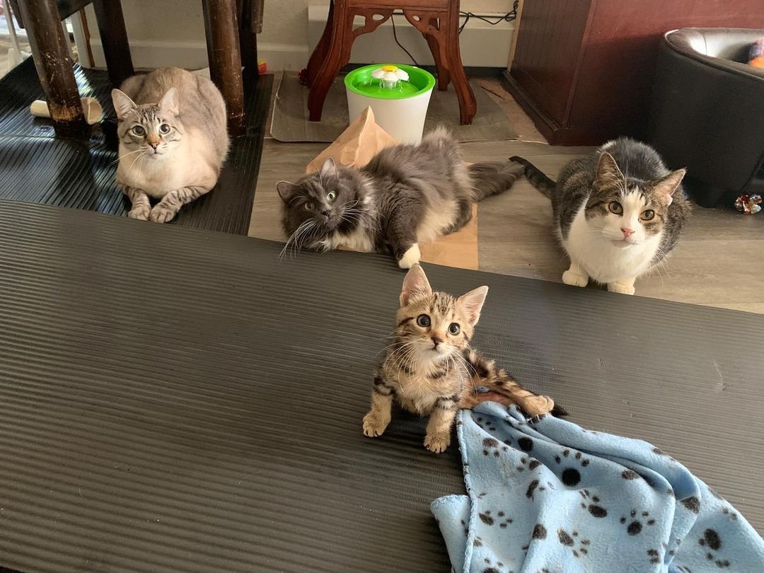 lady purrrl lady purrrl