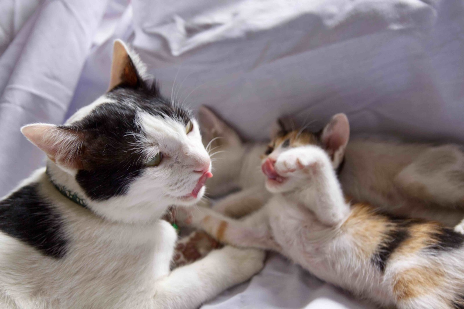 mother and kitten mother and kitten