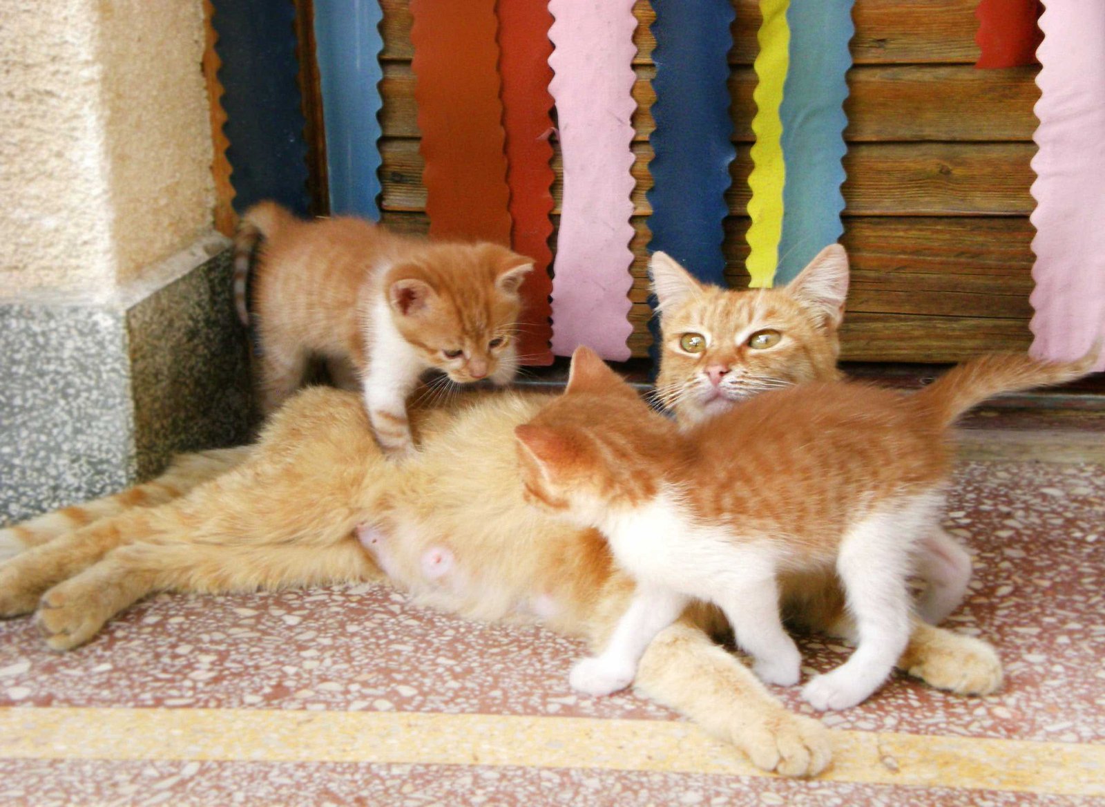 mother-cat-and-her-little-kittens mother-cat-and-her-little-kittens