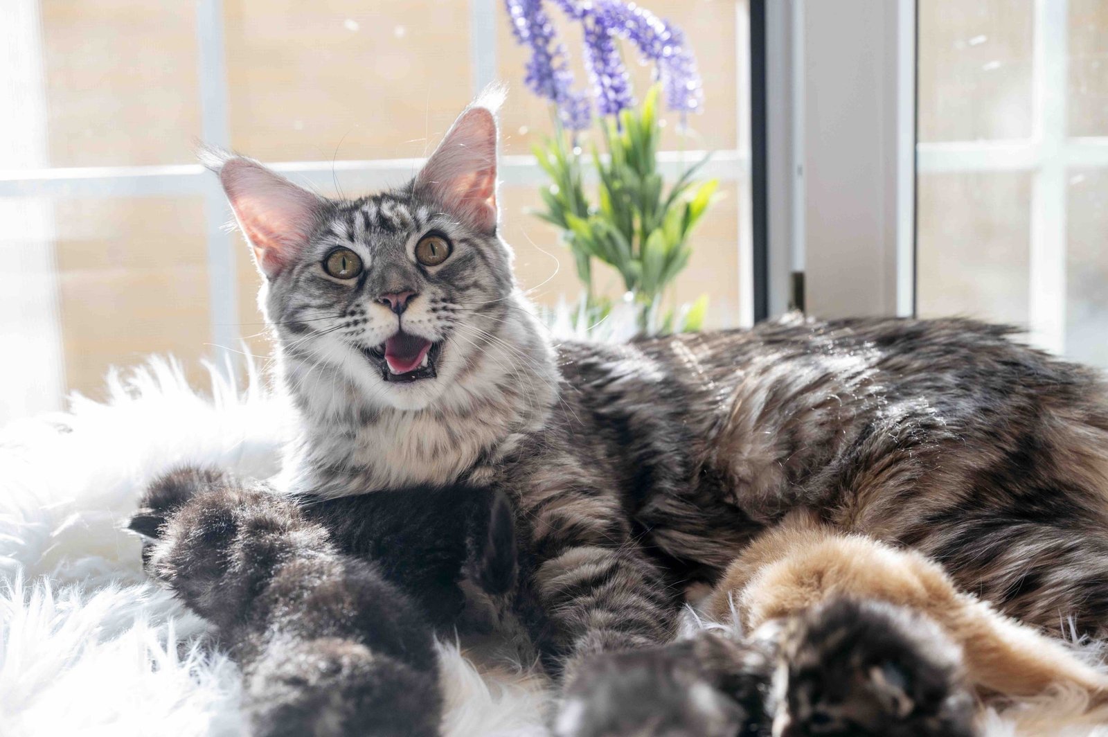 Mother cat feeding her newborn cats Mother cat feeding her newborn cats