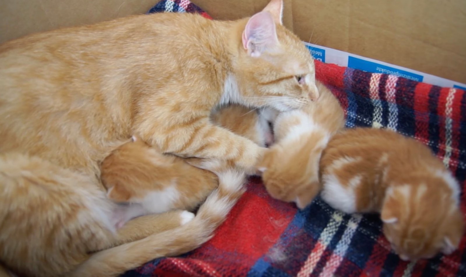 mother miyu mother miyu