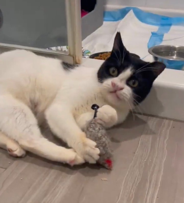 peppa with toy peppa with toy