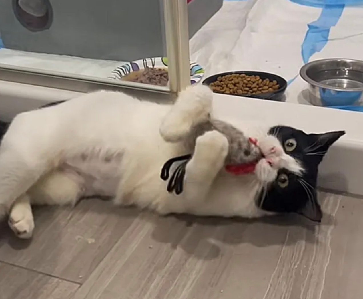 toy in mouth toy in mouth