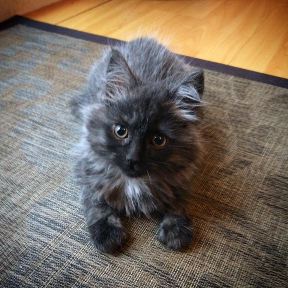 Phoebe adopted 2 Phoebe adopted 2