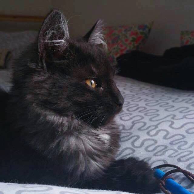 Phoebe adopted Phoebe adopted