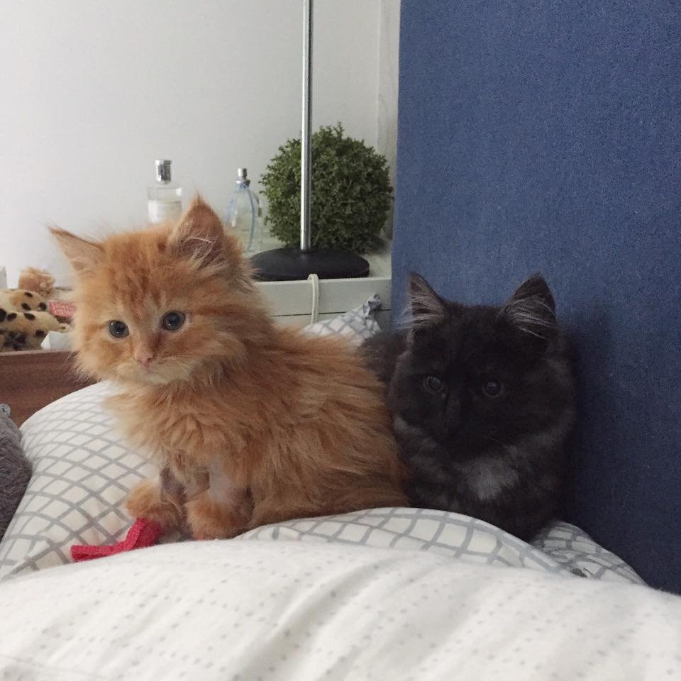 Phoebe and friend Phoebe and friend