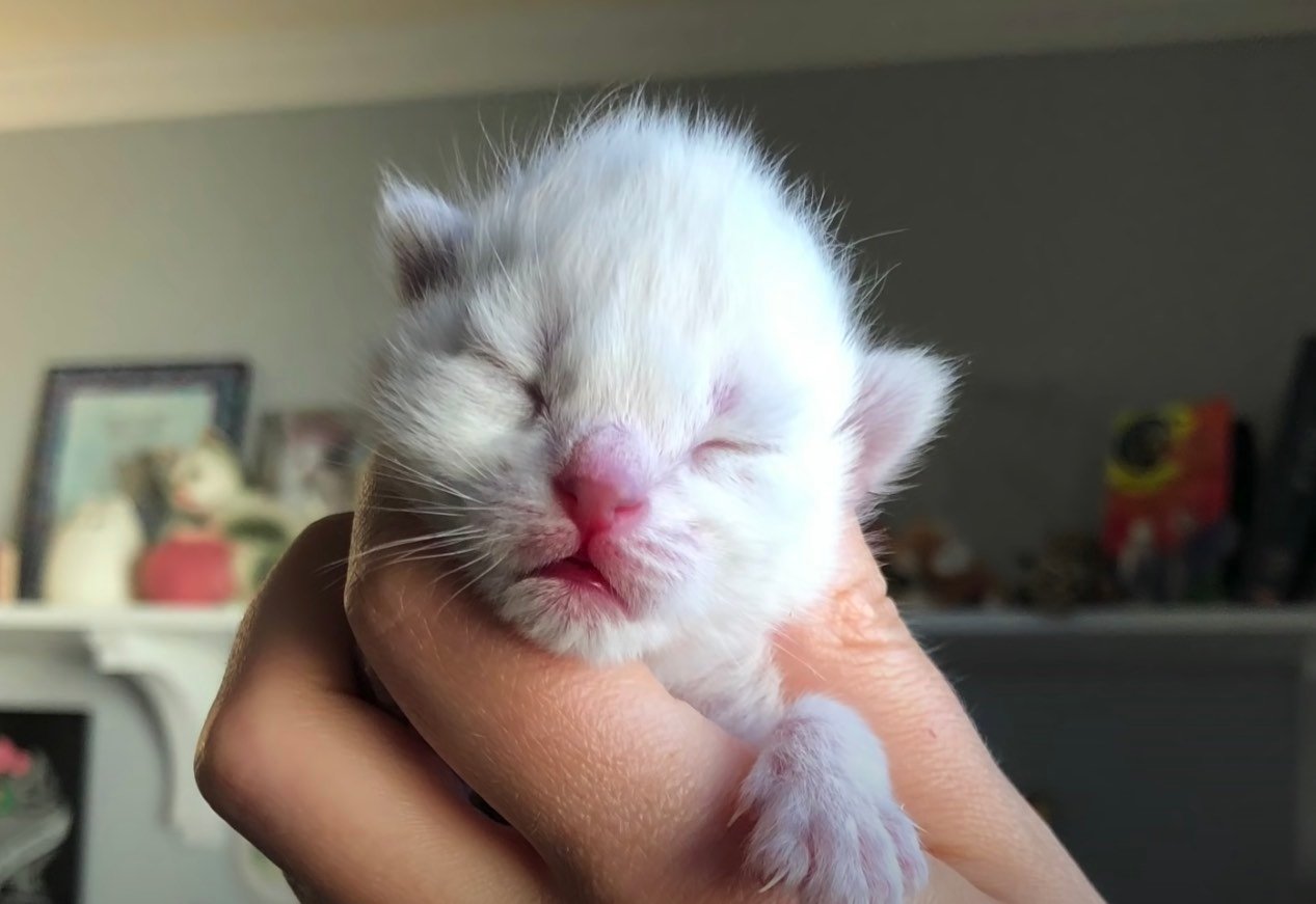 baby