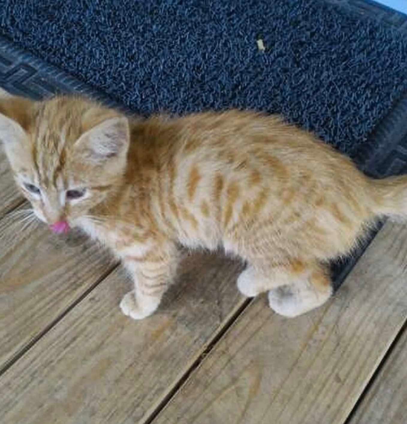 feral mama feral mama