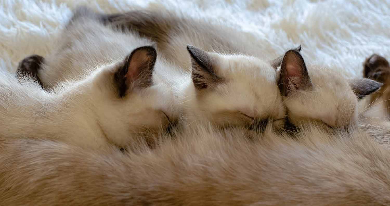 food-for-a-pregnant-cat food for a pregnant cat