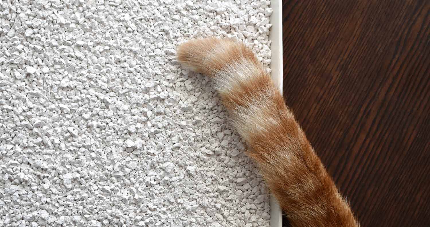 kitty-litter-bin kitty litter bin