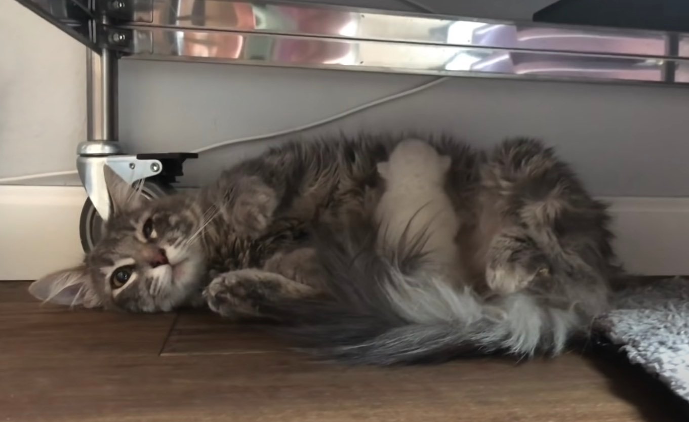 mama and kitten 2