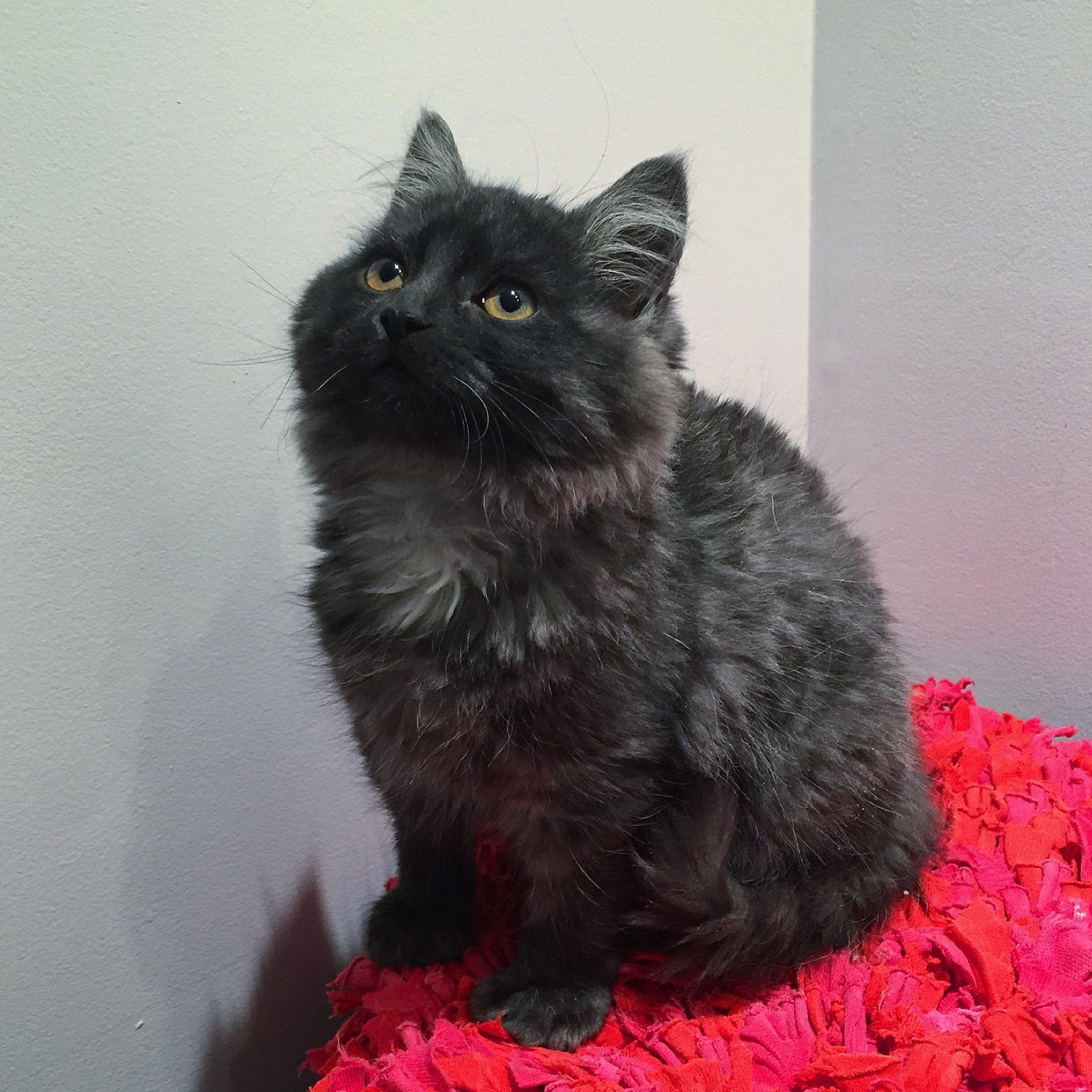 phoebie 5 months 2 phoebie 5 months 2