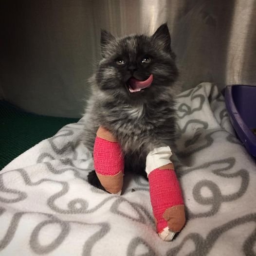 phoebie splints phoebie splints