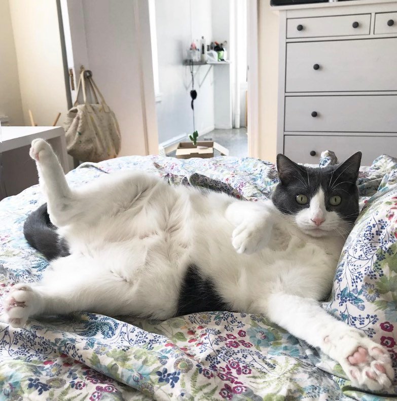 thekittythecat 2 thekittythecat 2