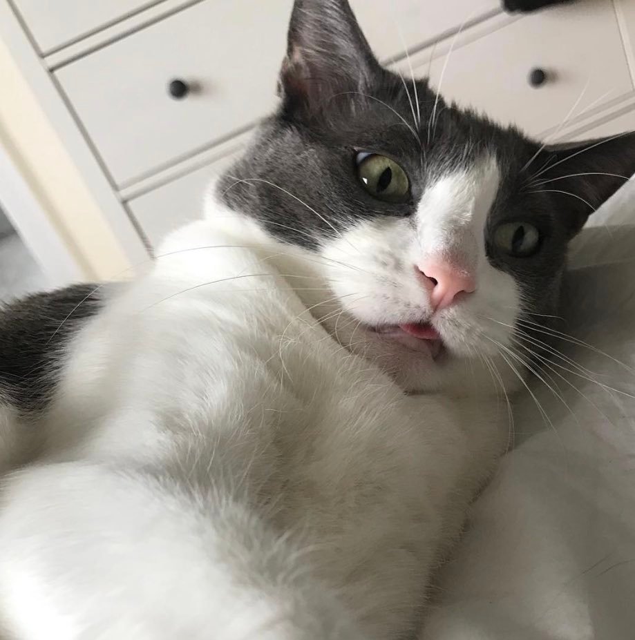 thekittythecat 3 thekittythecat 3