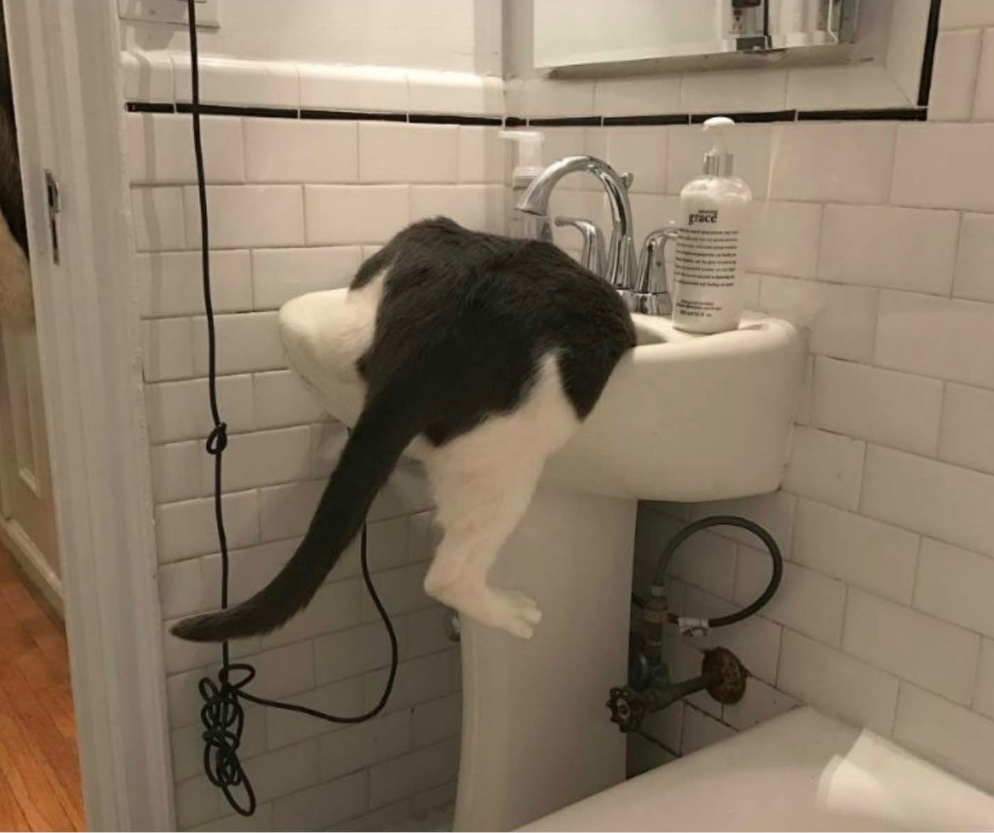 thekittythecat 4 thekittythecat 4