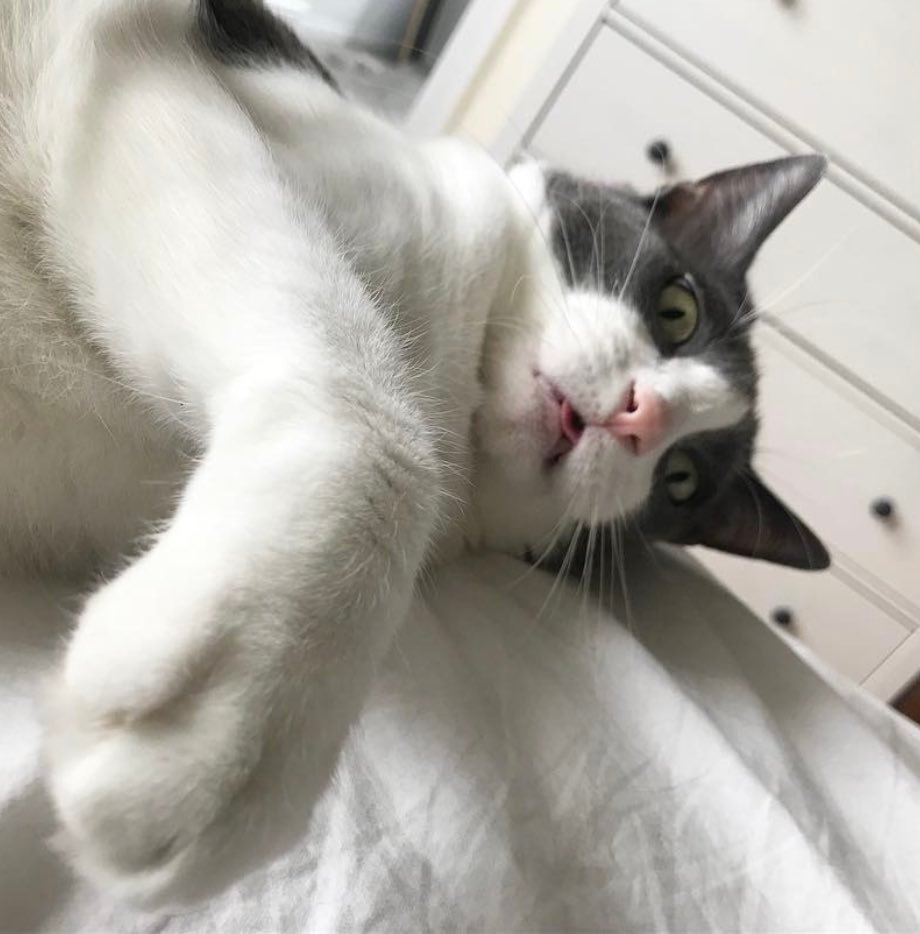 thekittythecat thekittythecat