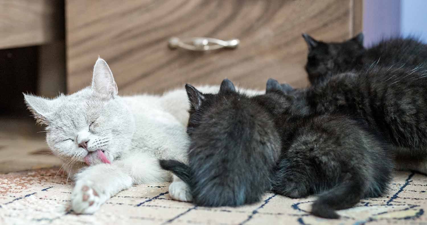 what-to-feed-a-nursing-mother-cat what to feed a nursing mother cat