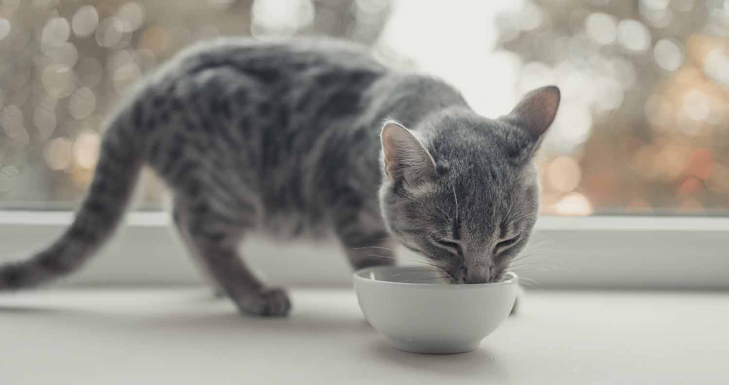 when-can-kittens-eat-adult-cat-food when can kittens eat adult cat food