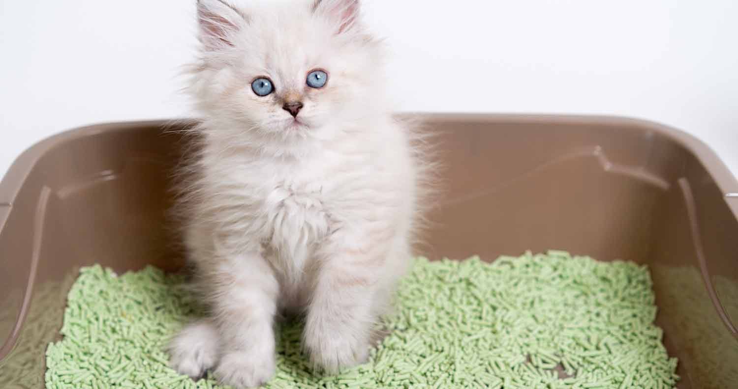 Tofu-Cat-Litter Tofu Cat Litter