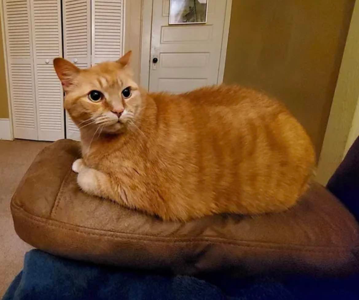 mimi on cushion mimi on cushion