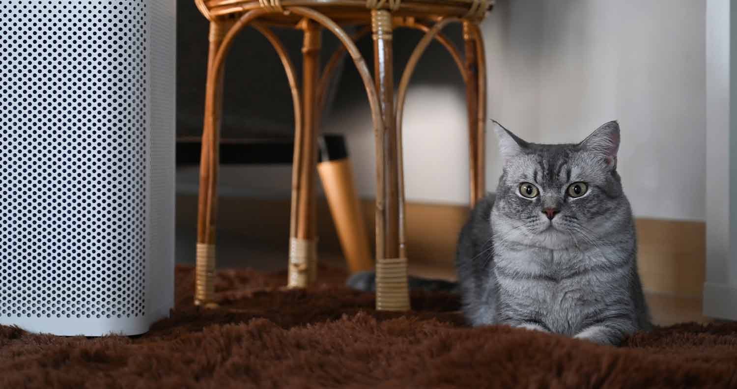 pet-smell-air-purifier pet smell air purifier
